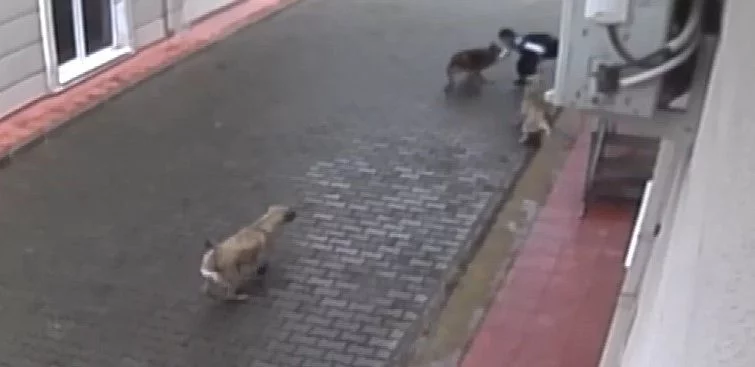Bursa'da dehşet! Aç kalan 4 köpek küçük çocuğu...