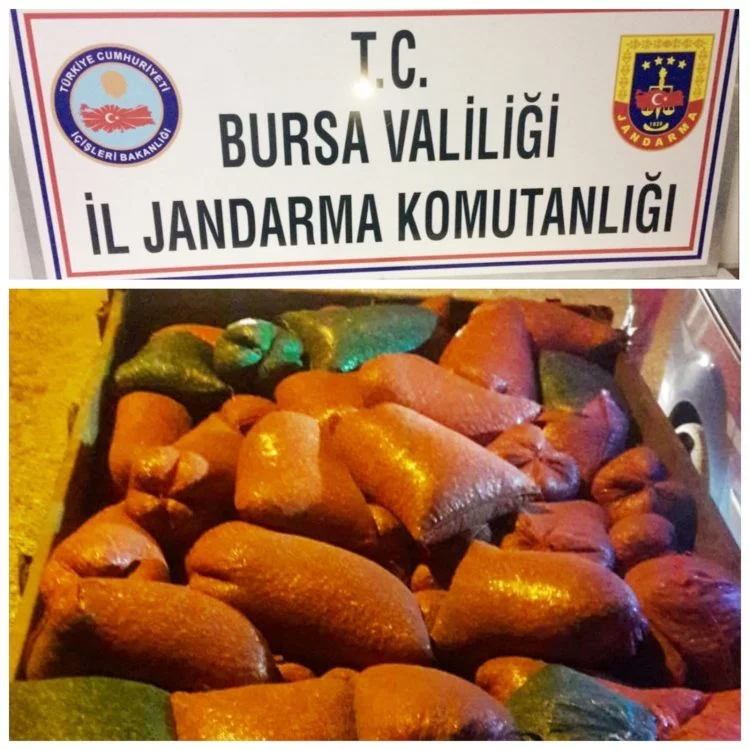 Bursa'da 2 ton kaçak midye yakalandı! Bakın nereye gizlemişler...