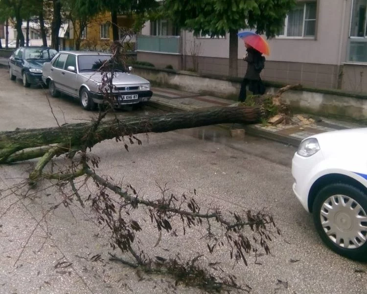 Bursa'da devrilen ağaç yolu kapattı