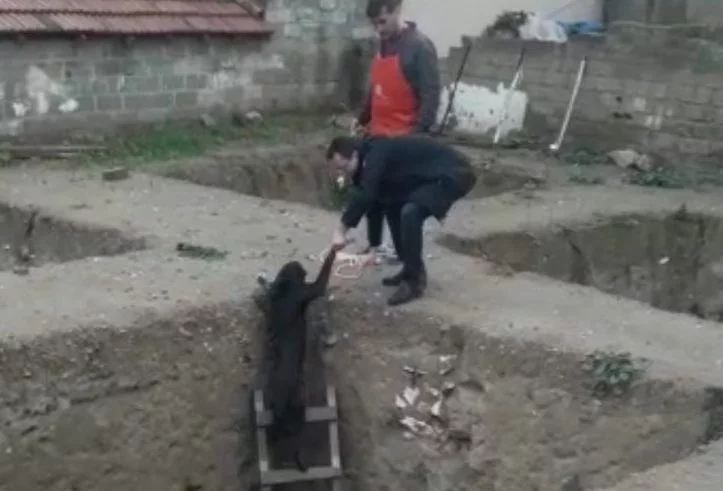 Bursa'da sondaj çukuruna düşen köpeği merdivenle kurtardılar