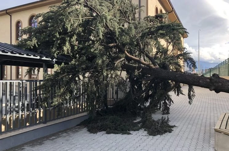 Bursa'da okul bahçesindeki ağaç devrildi