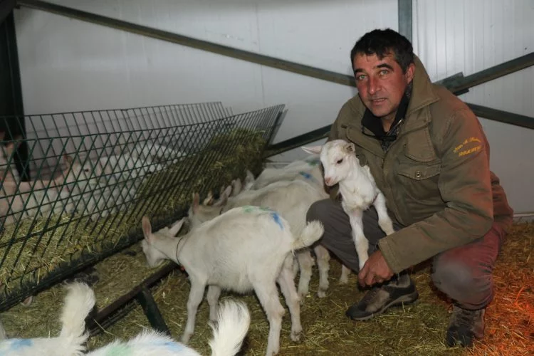 Almanya'da eğitim gören mühendis kravatlı insanlardan bıktı, keçi çiftliği kurdu