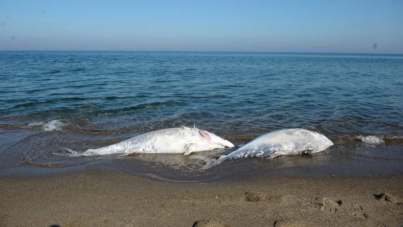 Bursa'da korkunç görüntü! Ölü balıklar sahile vurdu!