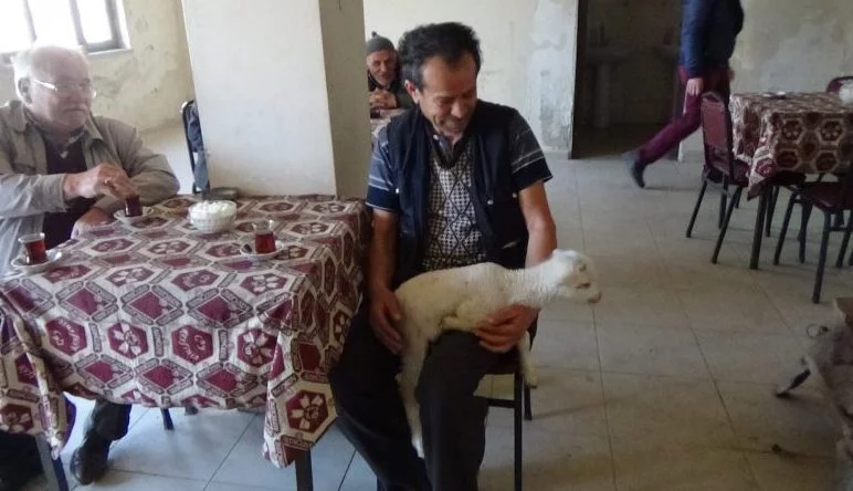 BURSA-Adaşı olan kuzusunu peşine takıp vatandaştan oy istedi 