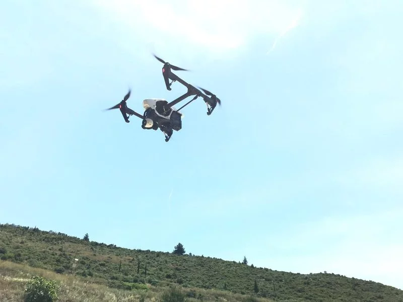 Bursa kestanesi gal arısından drone ile korunacak