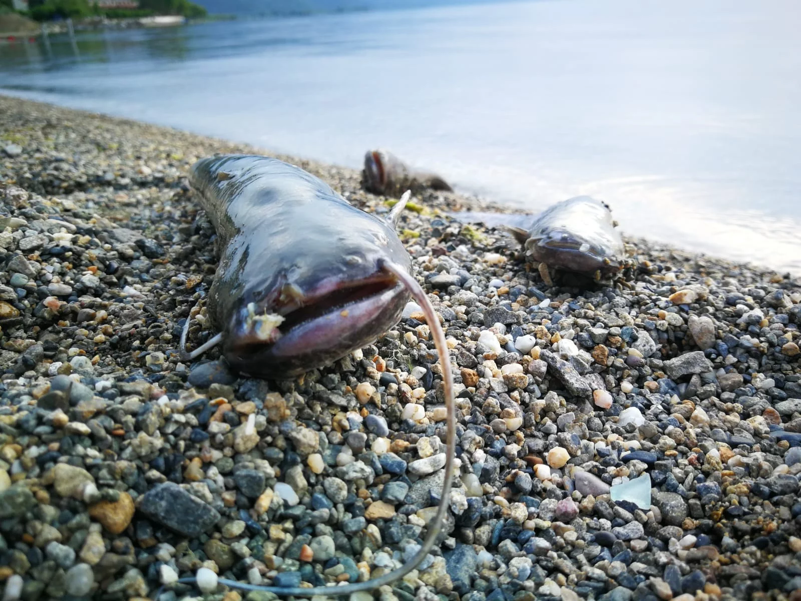 İznik Gölü'nde balık ölümleri