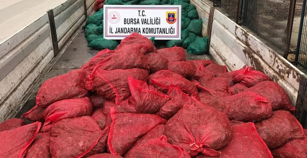 Bursa'da kaçak midye operasyonu! 9 ton midye ele geçirildi