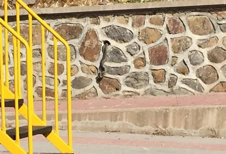 Mudanya'da çocuk parkında yılan dehşeti