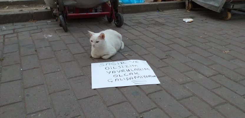 Bursa'da mama parası için dilenen kedi...