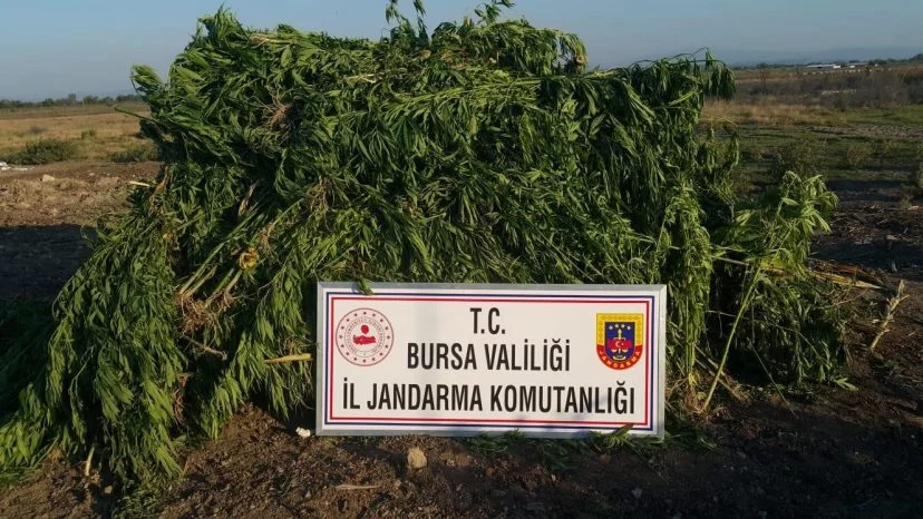 Bursa'da mısır tarlasında kurumaya bırakılmış 21 bin kök kenevir bulundu