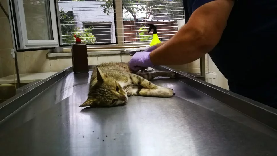 İznik'te Pitbull dehşeti! Hamile kedi hayatını kaybetti