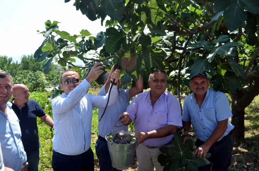 Mudanya'da siyah incir hasadı