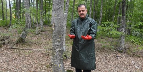 Bursa Orman Müdürü Yalçın'dan 'tırtıl' açıklaması