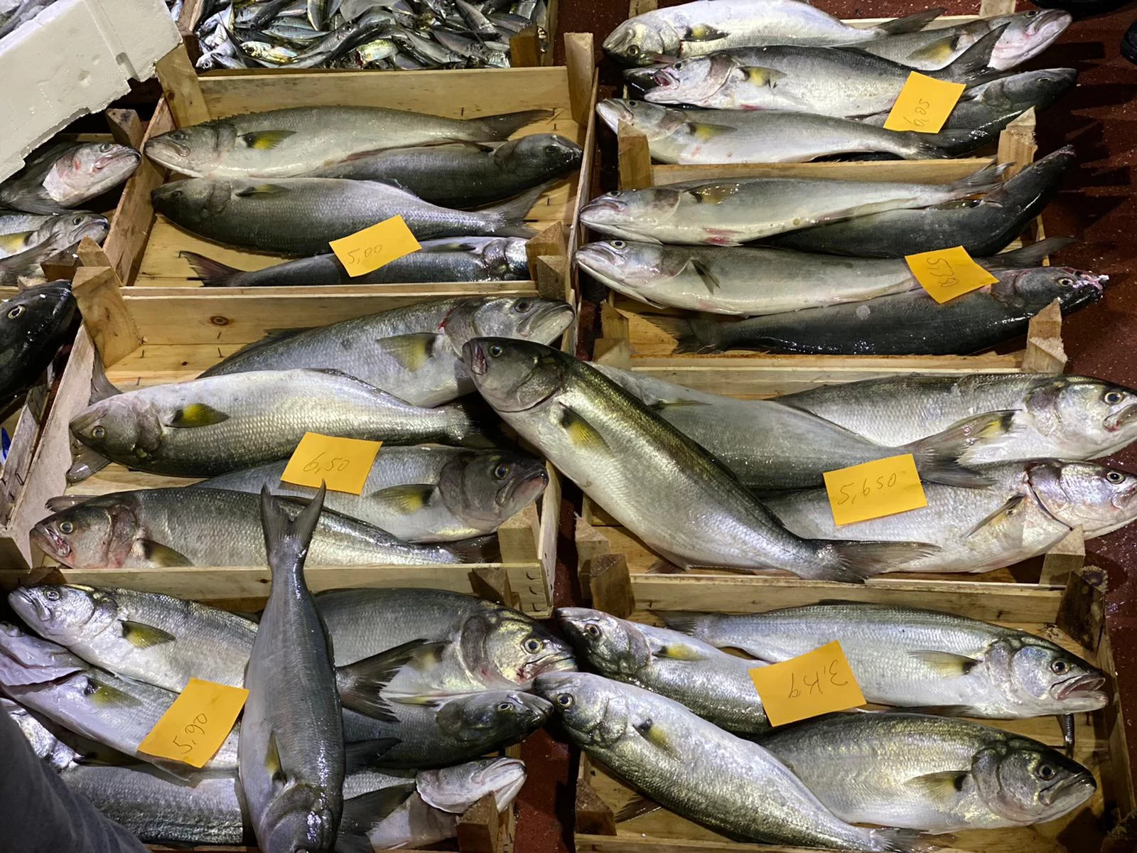 Son yılların en kötü balık sezonu yaşanıyor