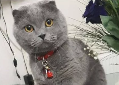Bursa'da kedisi kaybolan küçük Zeynep üzüntüden hastalandı