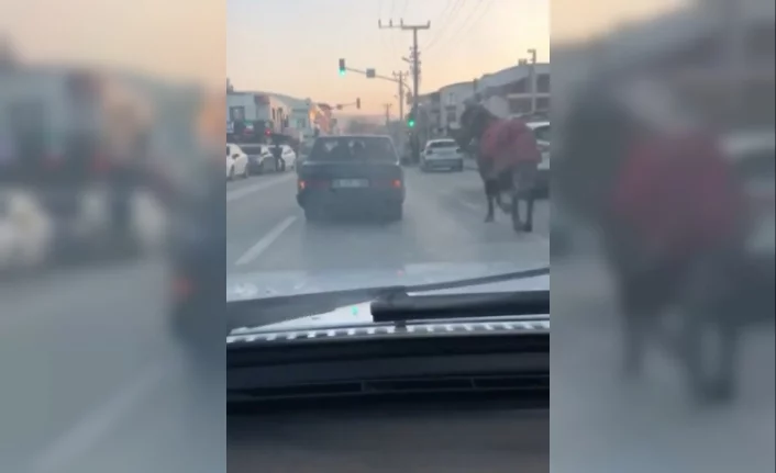 Aracına at bağlayıp caddelerde koşturdu