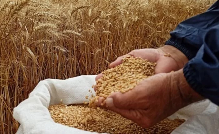 Arpa tohumu ve ekmeklik buğday tohumu ihaleyle satılacak