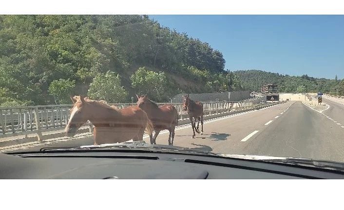 Başıboş atlar trafiği birbirine kattı