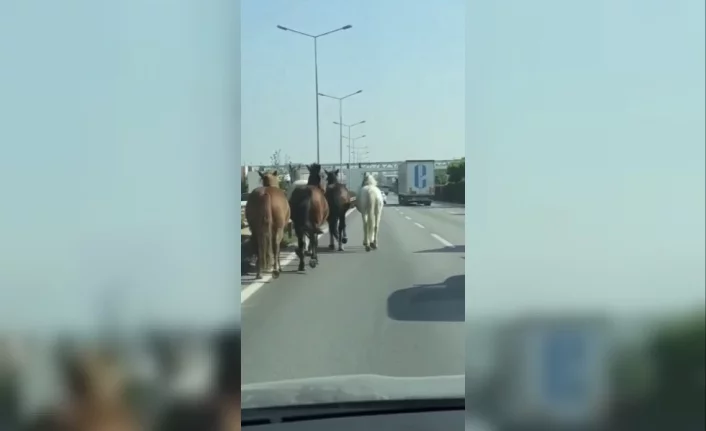 Başıboş atlar Bursa'nın en işlek caddelerinde cirit atıyor
