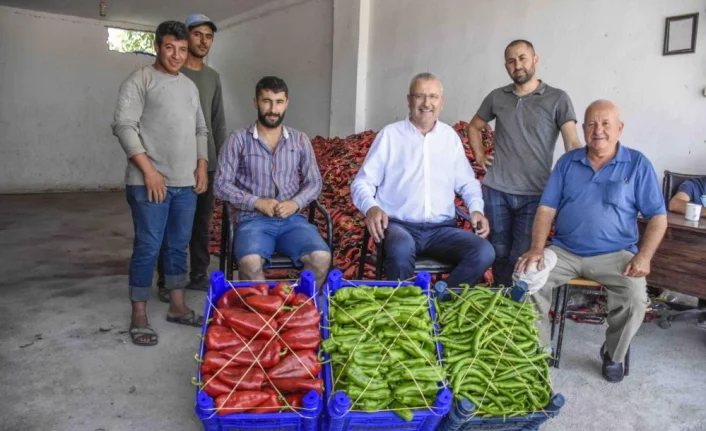 Başkan Özkan, biber üreticilerinin hasadına katıldı