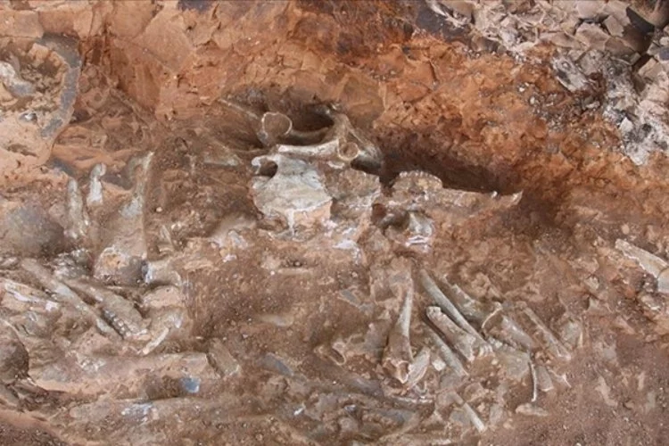 Bilim insanları, 240 milyon yıllık "ejderhanın" bütün haldeki fosilini buldu