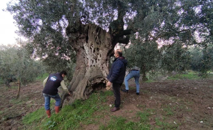 Bin 500 yıllık zeytin ağacı şifa dağıtıyor