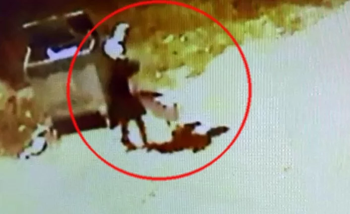 Bir pitbull terörü daha! 13 yaşındaki çocuğa saldırdı