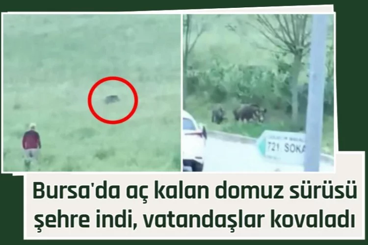 Bursa'da aç kalan domuz sürüsü şehre indi, vatandaşlar kovaladı