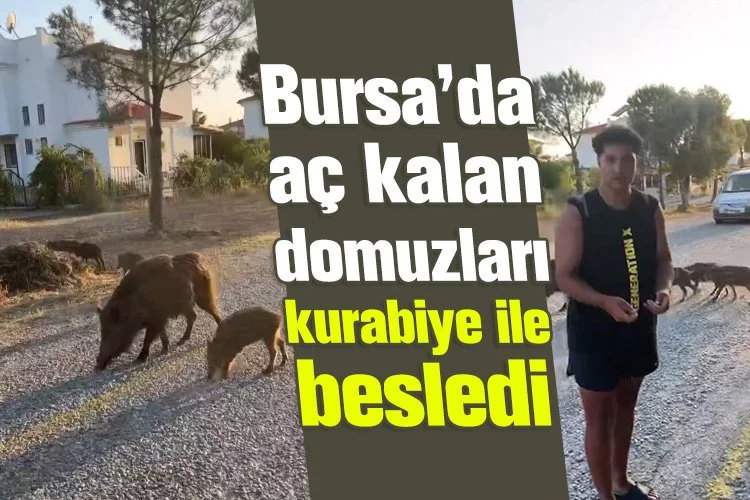 Bursa’da aç kalan domuzları kurabiye ile besledi