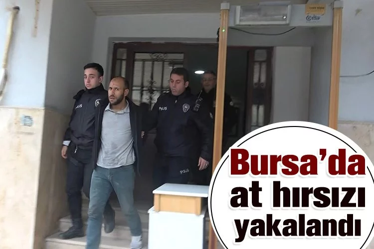 Bursa'da at hırsızı yakalandı