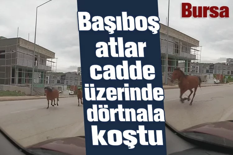 Bursa'da başıboş atlar cadde üzerinde dörtnala koştu