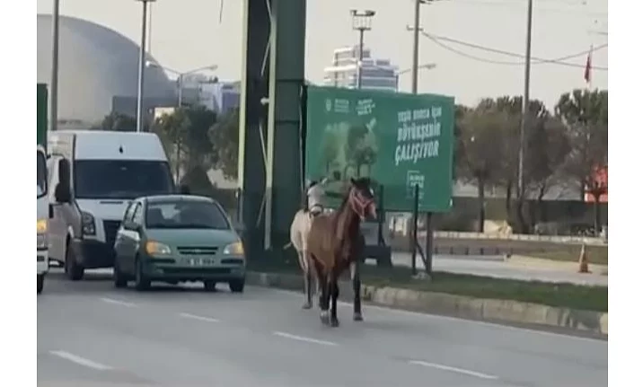 Bursa'da başıboş atlar yollarda tehlike saçıyor