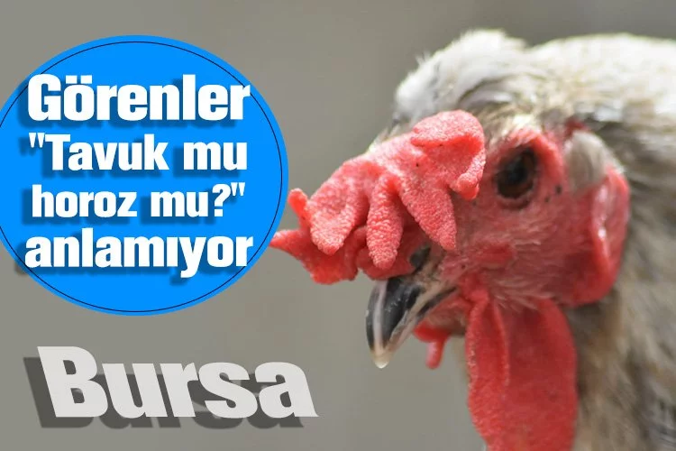 Bursa'da görenler "Tavuk mu, horoz mu?" anlamıyor