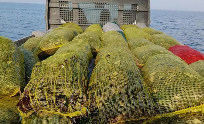 Bursa'da kaçak avlanılan 123 çuval midye denize geri bırakıldı
