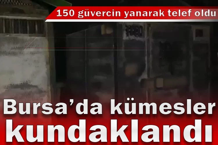 Bursa’da kümesler kundaklandı, 150 güvercin yanarak telef oldu