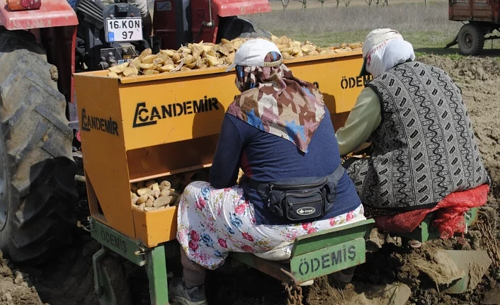 Bursa'da patates ekimi başladı