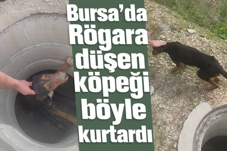 Bursa’da Rögara düşen köpeği böyle kurtardı
