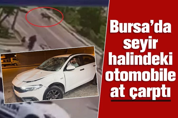 Bursa’da seyir halindeki otomobile at çarptı