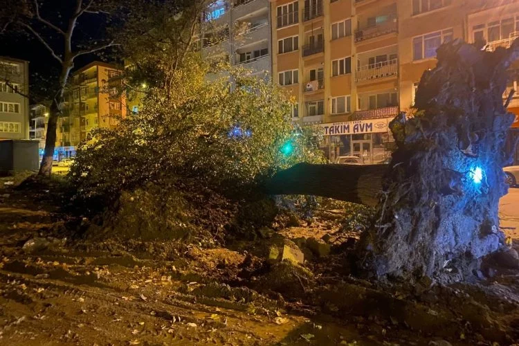 Bursa'da şiddetli lodos 200 yıllık tarihi 2 çınarı yıktı
