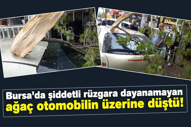 Bursa’da şiddetli rüzgara dayanamayan ağaç otomobilin üzerine düştü!