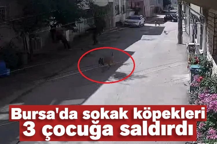 Bursa'da sokak köpekleri 3 çocuğa saldırdı