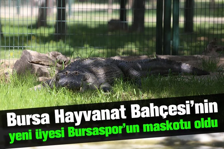 Bursa Hayvanat Bahçesi’nin yeni üyesi Bursaspor’un maskotu oldu