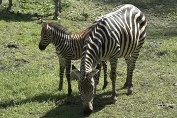 Bursa Hayvanat Bahçesi'nin zebra ailesine 3 yeni üye