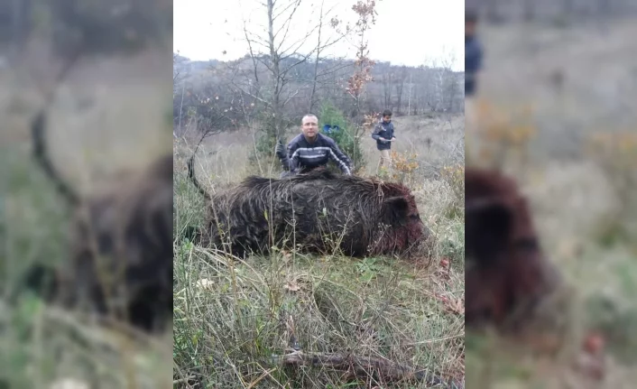 Bursa'da 300 kilo ağırlığında domuz yakaladılar
