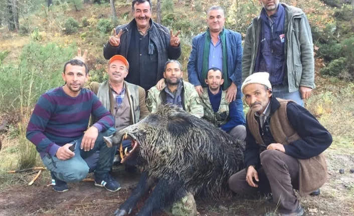 Bursa'da 310 ve 252 kiloluk domuzları avladılar
