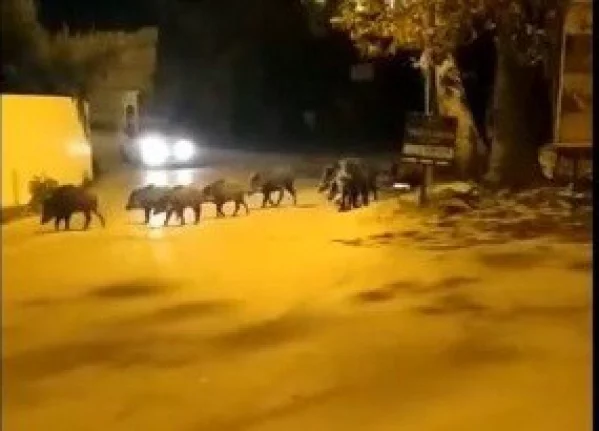 Bursa'da aç kalan domuz sürüsü ilçe merkezine indi
