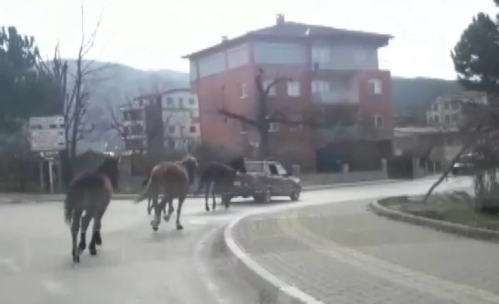 Bursa'da akılalmaz vicdansızlık! 4 atı birbirine bağlayıp...