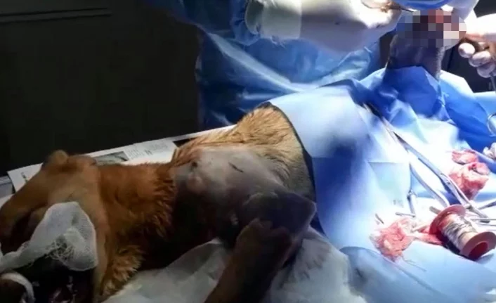 Bursa'da araba çarpan köpek ameliyat edildi