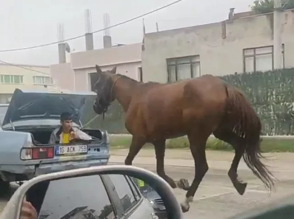 Bursa'da aracın arkasına at bağlayıp koşturan şahsa ağır ceza