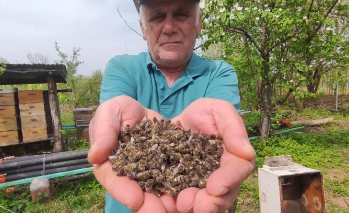 Bursa'da arı faciası...Yüzlerce kovan arı telef oldu
